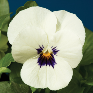 Viola White Blotch